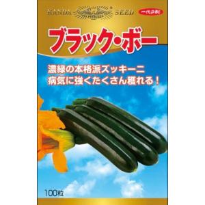 野菜種子 ズッキーニ ブラック・ボー 100粒 ...の商品画像