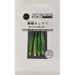 鮮緑キュウリ グリーンフィールドプロジェクトのタネ