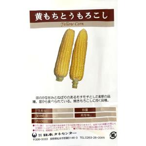 とうもろこし 黄もちとうもろこし 日本タネセンターのタネ
