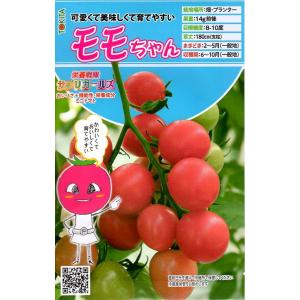 野菜種子 ミニトマト チョコちゃん トキタ種苗のタネ : Gardener s