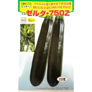 ネギ種子】ダイヤ交配（トキタ種苗）「大地の響き（だいちのひびき