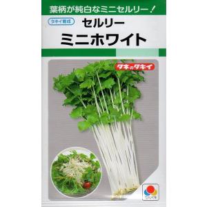 葉菜の種 葉菜種類 セロリ 種 種子 花 ガーデニング 通販 Yahoo ショッピング