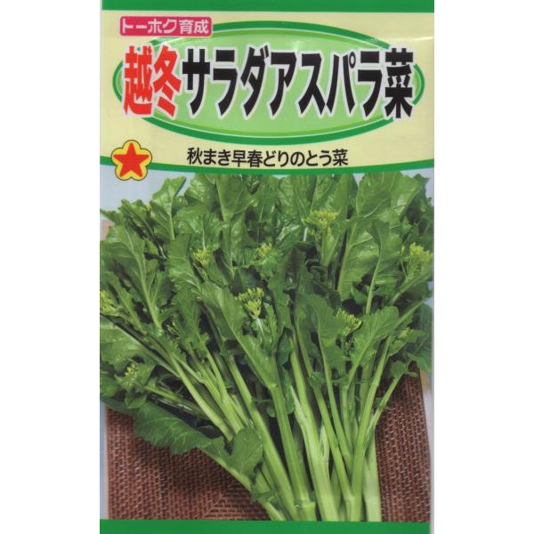 【種子】越冬サラダ アスパラ菜 トーホクのタネ