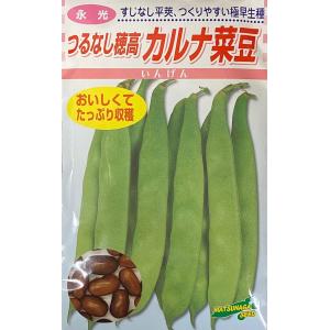 【種子】つるなし穂高 カルナ菜豆 日本タネセンターのタネ｜gardeningivy
