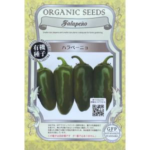 野菜種子 韓流つるありズッキーニ「カボッキー」 10粒（松永種苗