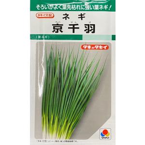 ネギ 京千羽 タキイ種苗のタネ