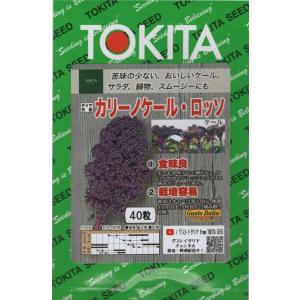 【種子】 カリーノケール・ロッソ トキタ種苗のタネ｜gardeningivy