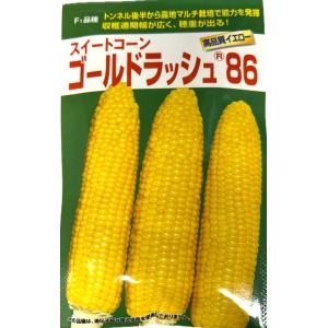 サカタのタネ（サカタノタネ） 野菜種子 とうもろこし ゴールド
