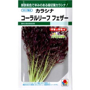 野菜種子 カラシナ コーラルリーフ フェザー タキイ種苗のタネ 農林水産省登録品種名：TTK457