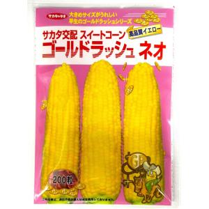 サカタのタネ（サカタノタネ） 野菜種子 とうもろこし ゴールド