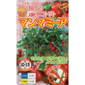 トマトの種 そのまんまdeミニトマト マンマミーア 500粒 ( 野菜の種