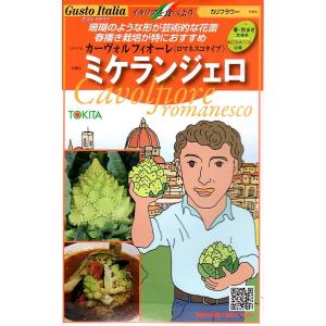 野菜種子 Gusto Italia カリフラワー カーヴォルフィオーレ （ロマネスコタイプ） ミケランジェロ トキタ種苗のタネ