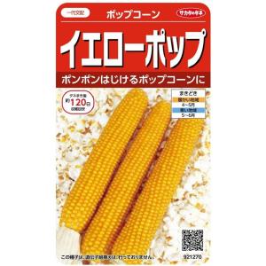 野菜種子 ポップコーン イエローポップ サカタのタネ