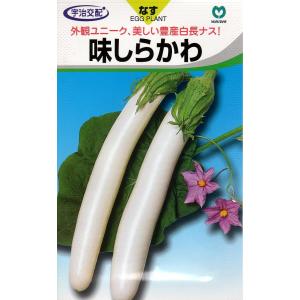 野菜種子 宇治交配 味しらかわ 茄子 丸種のタネ