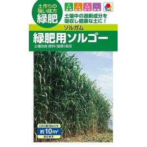 【種子】ソルガム 緑肥用ソルゴー（60ml） タキイ種苗のタネ