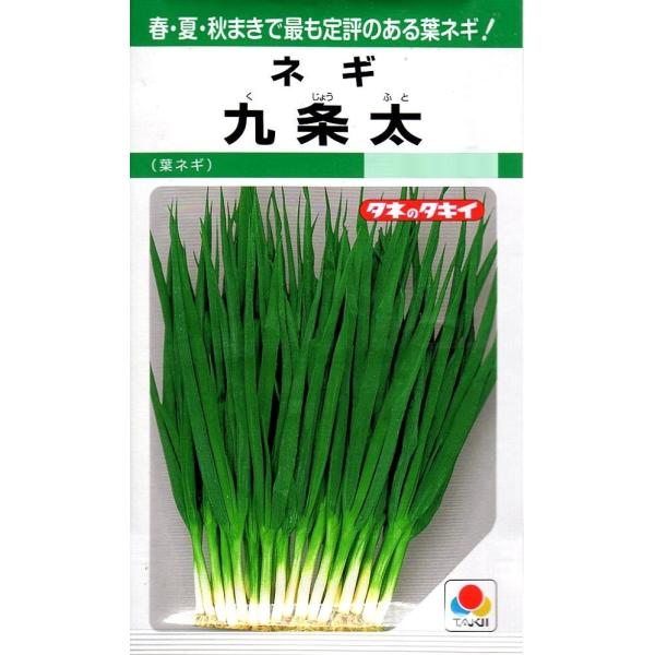 野菜種子 ネギ 九条太 タキイ種苗のタネ