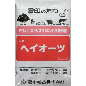 アウェナ ストリゴサ(エンバク野生種) 緑肥用エンバク（えん麦）