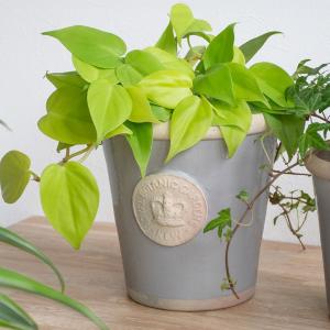グリーンポット　モードライトバレル キューガーデン　チェスターキューポット　2点 キューガーデン(Kew Gardens)オフィシャル植木鉢 チェスター