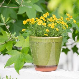 ウィッチフォード 植木鉢・塗り鉢 フリリーポット 4.5号鉢相当 英国製