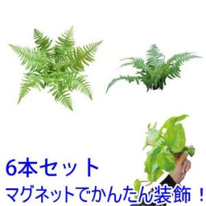 シダ 観葉植物 種類の商品一覧 通販 Yahoo ショッピング