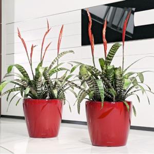 ローラアシュレイ オフィシャル植木鉢 キューブライトAタイプ（サイズ