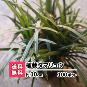 グランドカバー おすすめ ガーデニング 常緑 玉竜 タマリュウ 100ポット 花壇 花苗 庭 下草 竜のヒゲ リュウノヒゲ 苗木 庭木 植木 観葉植物 アプローチ 駐車場