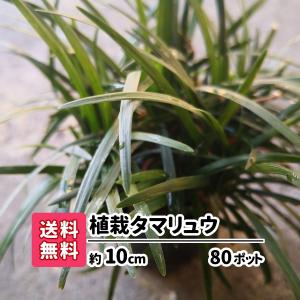 グランドカバー おすすめ ガーデニング 常緑 玉竜 タマリュウ 80ポット 花壇 花苗 庭 下草 竜のヒゲ リュウノヒゲ 苗木 庭木 植木 観葉植物 アプローチ 駐車場