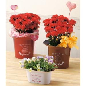 【汚れ・へこみあり・在庫限り】40%OFF プ...の詳細画像4