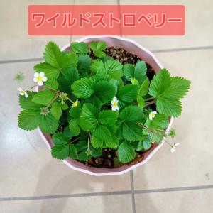 ワイルドストロベリー苗　ハーブ苗　観賞用　