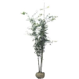 イロハモミジ 株立ち 樹高2.5m前後(根鉢含まず) 単品［トラック配達