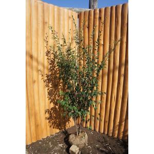 ハイノキ 10本株立ち 約2.1m 現品発送 豪華株 特大株 植木 苗木 大苗