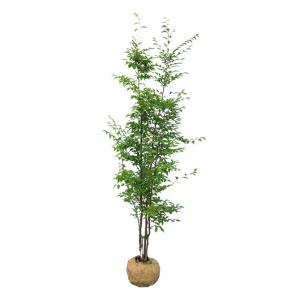 ヒメシャラ（姫沙羅） 株立 樹高1.8m前後 露地苗 シンボルツリー