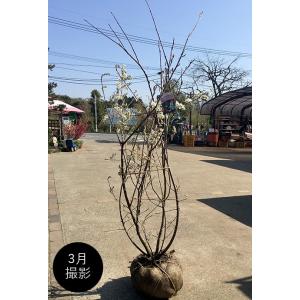 ウバメガシ 単木 2.5m 露地 2本 苗木 : トオヤマグリーン - 通販