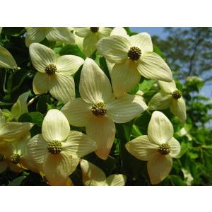 大型商品】ハナミズキ（花水木） 樹高2.5m前後 露地苗 シンボルツリー