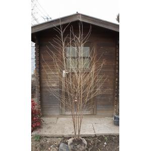 エゴの木 株立ち 約2.5m エゴノキ 美樹形株 超特大植木苗木 規格販売