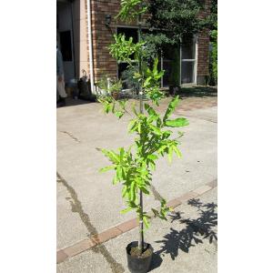 クヌギ（椚） 単木 樹高1.5m前後 ポット苗 シンボルツリー 落葉樹