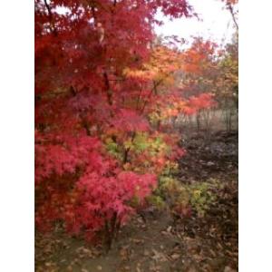 モミジ(紅葉)/イロハモミジ(伊呂波紅葉) 株...の詳細画像2
