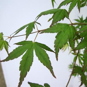 モミジ(紅葉)/イロハモミジ(伊呂波紅葉) 株...の詳細画像2