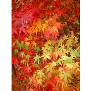 モミジ(紅葉)/イロハモミジ(伊呂波紅葉) 株...の詳細画像1