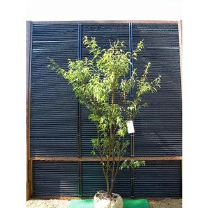 ハイノキ 株立ち 約2m 特大株 植木苗木 灰の木 規格販売 お買い得な