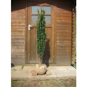 シラカシ（白樫） 単木 樹高1.8m前後 露地苗 シンボルツリー 常緑樹