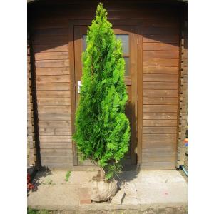 常緑ヤマボウシ/ホンコンエンシス月光 単木 樹高1.8m前後 露地苗