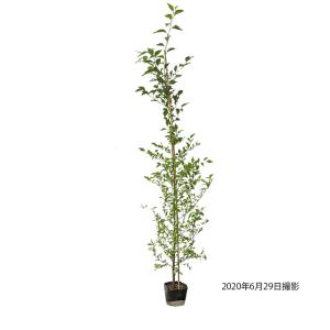 常緑エゴノキ 株立ち 約1.6m 現品発送 トキワエゴ 常緑樹 : 大福樹苗園