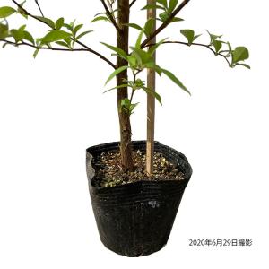 エゴノキ 単木 樹高1.0m前後 ポット苗 シ...の詳細画像3