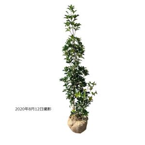 ミモザアカシア 約1.5m 特大植木苗木 ギンヨウアカシア 銀葉アカシア