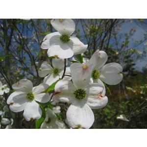 ハナミズキ(花水木) 樹高1.5m前後 露地苗 シンボルツリー ハナミズキ(花水木) 樹高1.5m前後 露地苗 シンボルツリー