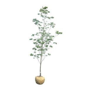 大型商品】ハナミズキ（花水木） 樹高2.5m前後 露地苗 シンボルツリー