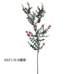 サルスベリの木 白花 約2.1m 現品発送 超特大株 真っ白な百日紅 植木