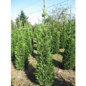 常緑ヤマボウシ/ホンコンエンシス月光 単木 樹高1.8m前後 露地苗