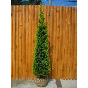 コニファー ヨーロッパゴールド150cm（コニファー,庭木,植木,常緑樹